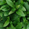 Menthol