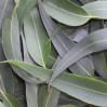 Eucalyptus Oil