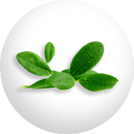 Camphor